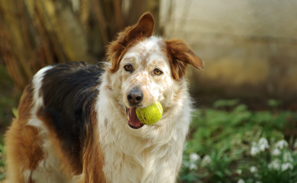 Senior Dog playing with a tennis ball