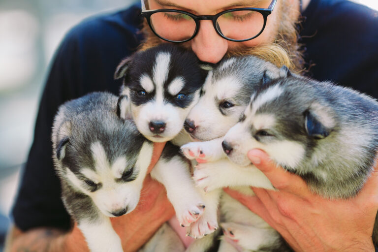 Puppies Siberian Husky. Litter dogs in the hands of the breeder. Little puppies.