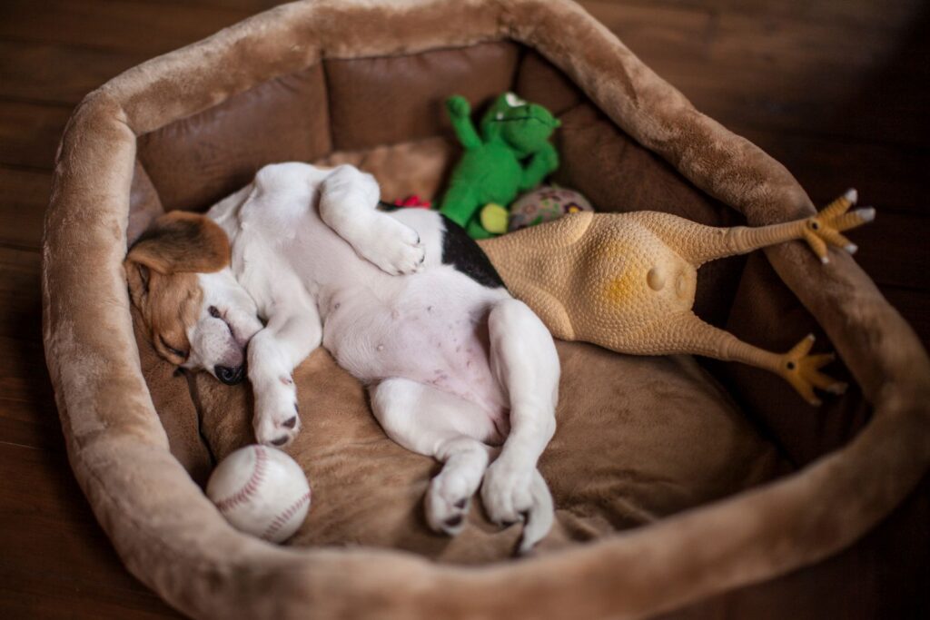 Beagle puppy sleeping in a dog bed with toys