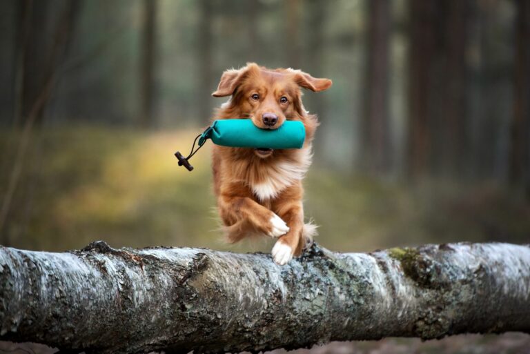 dog jumping over a fallen tree with a toy in its mouth