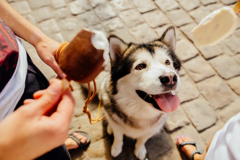 Husky dog looking at ice cream