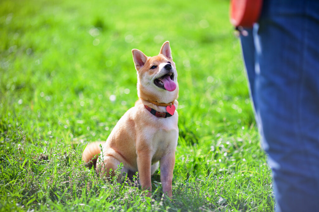 training with shiba inu