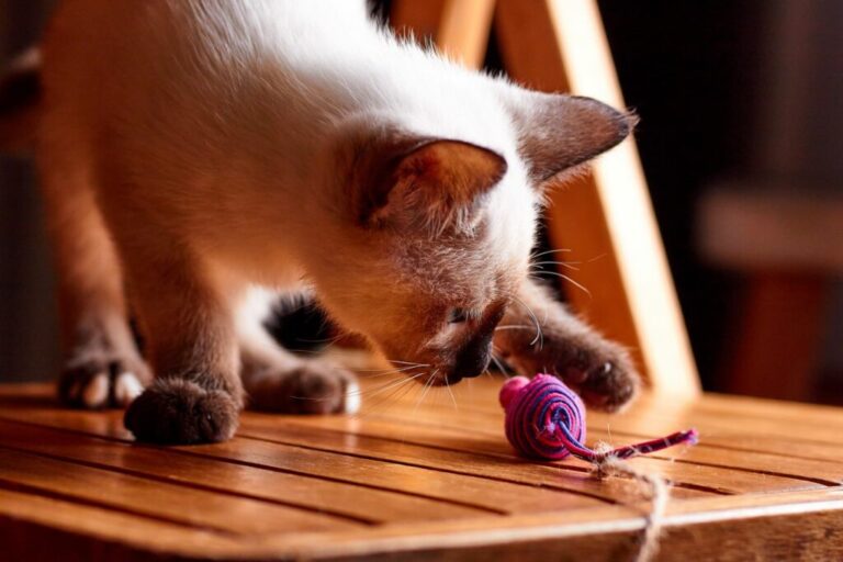 cat playing with a toy