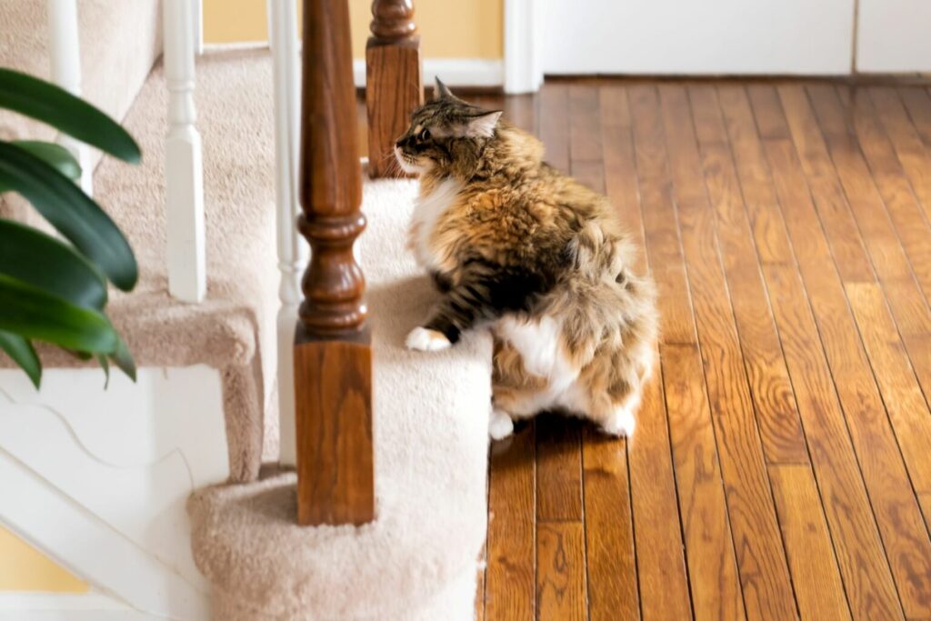 cat standing on the stairs