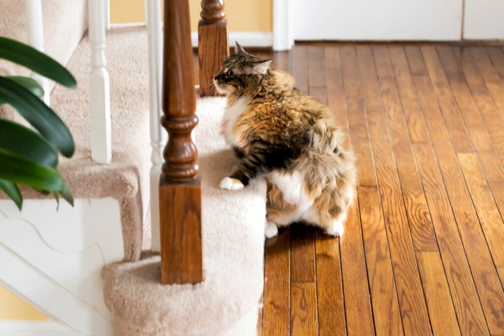 cat standing on the stairs