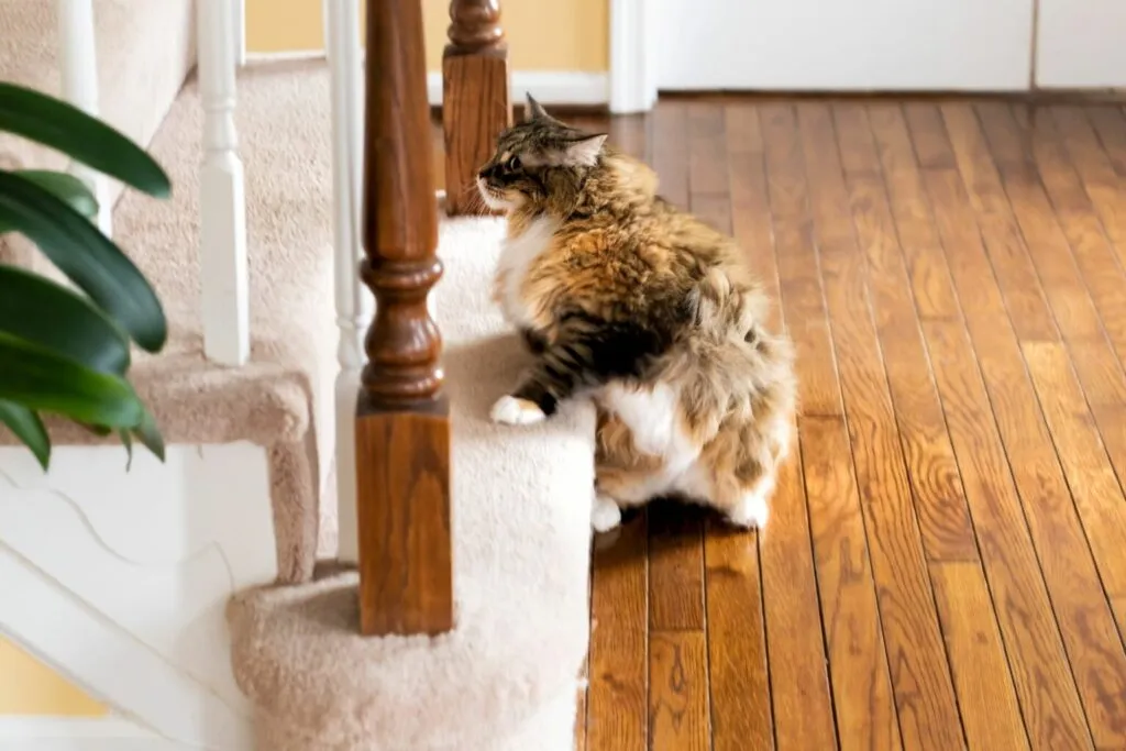 cat standing on the stairs