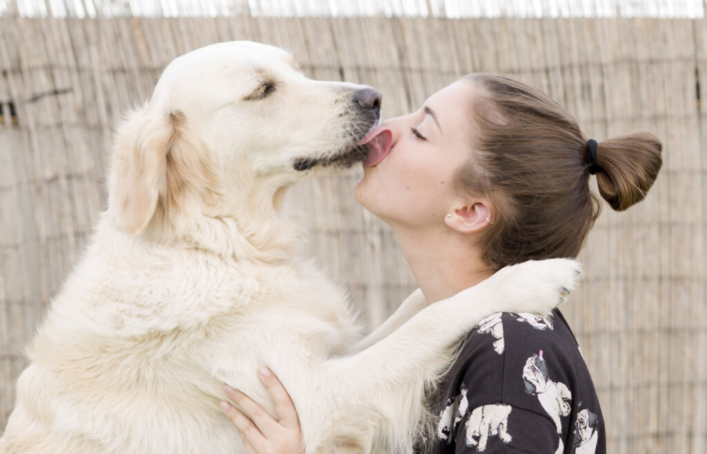 labrador giving kisses