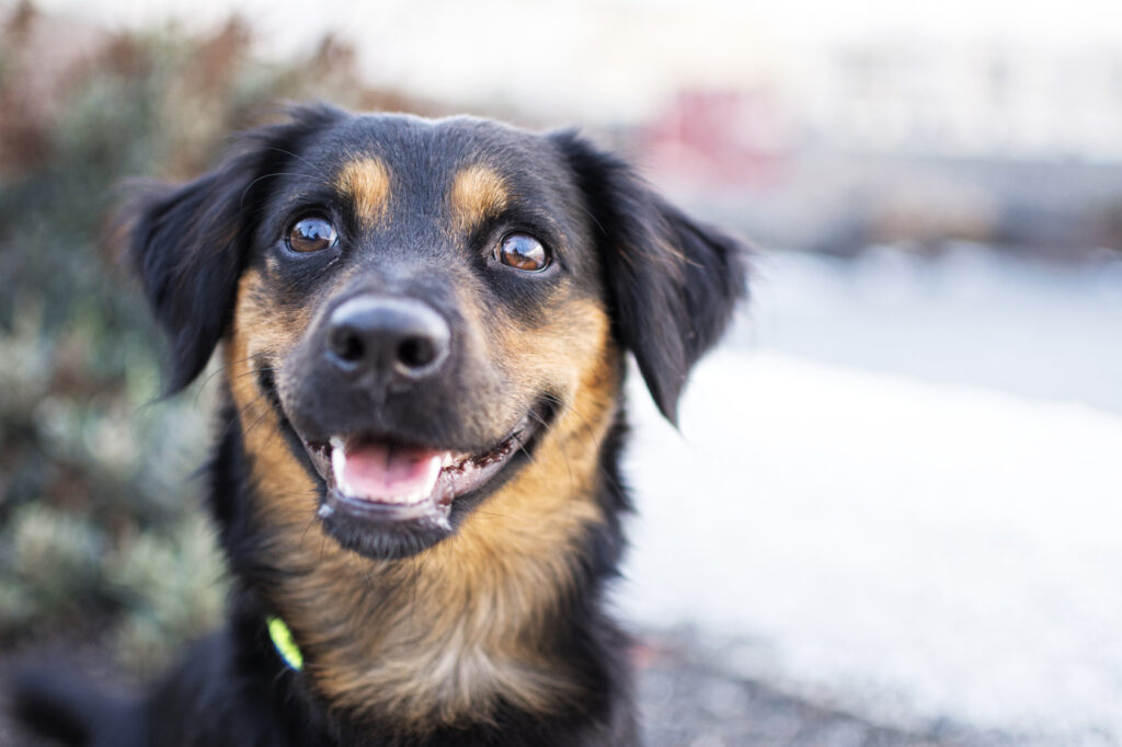 happy dog