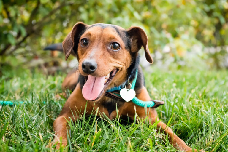 A little brown dog wearing a leash sitting outside on the grass smilling