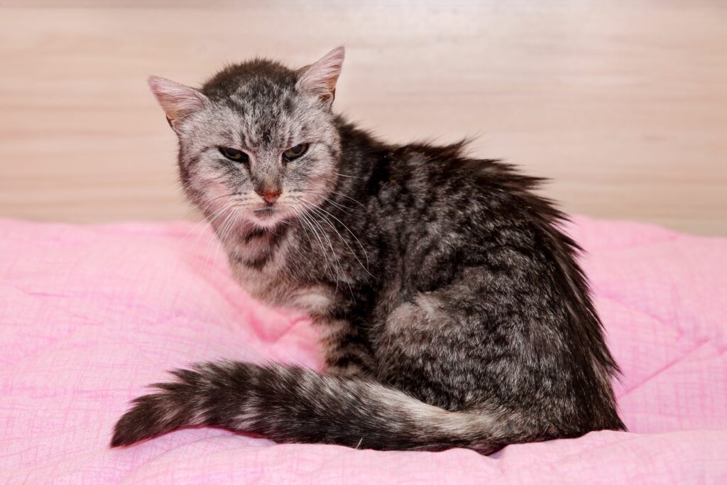 old cat on a pink bed