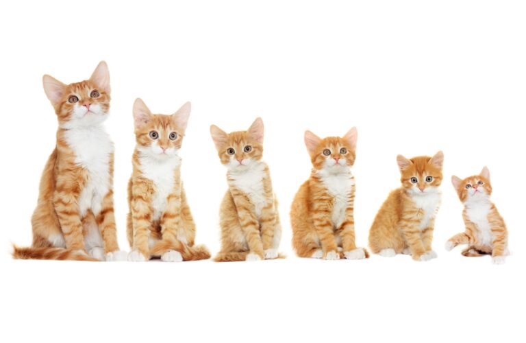 growth of cats in six phases