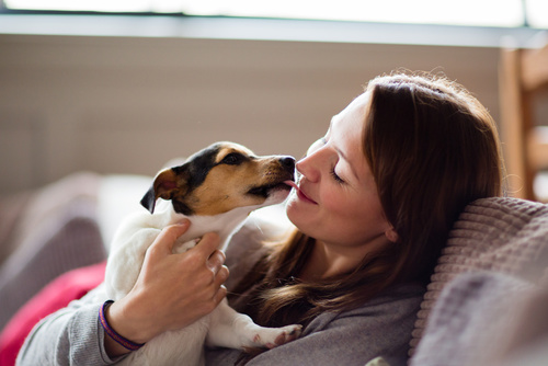 little dog cuddling with its owner